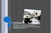 P ANDAS ! Mamiferos a punto de extinguirse. La proteccion de Pandas en las montanas Quinling en China.