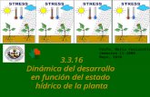 3.3.16 Dinámica del desarrollo en función del estado hídrico de la planta Profa. María Ferrarotto Semestre II-2009 Mayo, 2010.