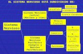 Sistema Nervioso Periférico (Ganglio y Nervios Periféricos) Encéfalo Somático Autónomo Simpático Parasimpático Entérico N. Craneales (12 pares) N. Raquídeos.
