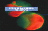 BASES DE LA BIOLOGÍA MOLECULAR Células eucariotas Células procariotas Virus EL MATERIAL GENÉTICO.