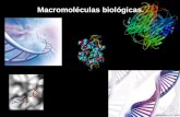 Macromoléculas biológicas.. Procedencia Precursores más sencillos Básicamente CO2 H2O N2 Moléculas de H20.