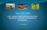 LEY SOBRE RECUPERACIÓN DEL BOSQUE NATIVO Y FOMENTO FORESTAL .