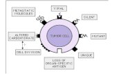 Tumores causados por virus: virus oncogénicos EBV HTLV-1 papiloma MHC-péptido estimula a linfocitos T........................