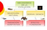 MECANISMOS DE LA EVOLUCIÓN SELECCIÓN NATURAL RADIACIÓN ADAPTATIVA DERIVA GENICA EFECTO FUNDADOR.
