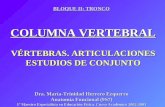 COLUMNA VERTEBRAL VÉRTEBRAS. ARTICULACIONES ESTUDIOS DE CONJUNTO Dra. María-Trinidad Herrero Ezquerro Anatomía Funcional (9S7) 1º Maestro Especialista.
