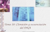 Dr. Antonio Barbadilla Clonación y secuenciación del DNA1 Tema 10: Clonación y secuenciación del DNA.