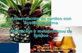 Alimentación de cerdos con aceite de palma Absorción y metabolismo de lípidos IA. Alfonso J. Chay Canúl IA. Fernando Casanova Lugo.