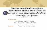 Transformación de una finca dedicada al cultivo tradicional de cereal en una plantación de olivar con riego por goteo. Directores: D. Andrés Porras Piedra.
