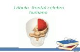Lóbulo frontal celebro humano. El cerebro humano puede dividirse en dos partes más o menos simétricas denominadas hemisferios. Cada hemisferio puede dividirse.