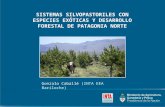 SISTEMAS SILVOPASTORILES CON ESPECIES EXÓTICAS Y DESARROLLO FORESTAL DE PATAGONIA NORTE Gonzalo Caballé (INTA EEA Bariloche)