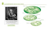 La clasificación de los seres vivos Reino Filum o división Clase Orden Familia Género Especie Carl von Linneo.
