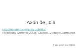 Axón de jibia 7 de abril de 2008 http://einstein.ciencias.uchile.cl http://einstein.ciencias.uchile.cl Fisiologia General 2008, Clases, VoltageClamp.ppt.