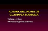 ADENOCARCINOMA DE GLANDULA MAMARIA Variante a revisar: Ductal: se origina de los túbulos.