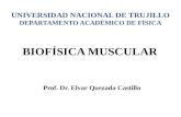UNIVERSIDAD NACIONAL DE TRUJILLO DEPARTAMENTO ACADÉMICO DE FÍSICA Prof. Dr. Elvar Quezada Castillo BIOFÍSICA MUSCULAR.