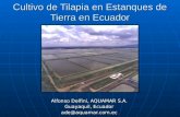 Cultivo de Tilapia en Estanques de Tierra en Ecuador Alfonso Delfini, AQUAMAR S.A. Guayaquil, Ecuador ade@aquamar.com.ec.