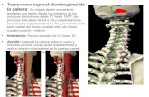 Transverso-espinal: Semiespinal de la cabeza: Se origina desde una serie de tendones que parten desde los extremos de los procesos transversos desde C7.