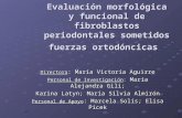 Evaluación morfológica y funcional de fibroblastos periodontales sometidos fuerzas ortodóncicas Directora : María Victoria Aguirre Personal de Investigación: