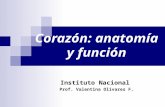 Corazón: anatomía y función Instituto Nacional Prof. Valentina Olivares F.