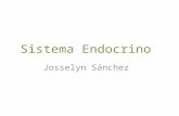 Sistema Endocrino Josselyn Sánchez. Hipotálamo Hipófisis G. paratiroides G. tiroides G. Suprarrenales Páncreas Ovarios Testículos.