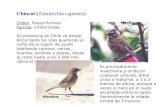 Chincol (Zonotrichia capensis) Orden: Passeriformes Familia: Emberizidae Su presencia en Chile va desde Arica hasta las islas guaitecas al norte de la.