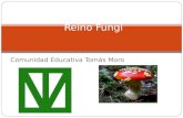 Comunidad Educativa Tomás Moro Reino Fungi. Índice Introducción Justificación Características del reino Clasificación del reino División oomycota División.