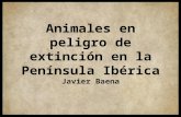 Animales en peligro de extinción en la Península Ibérica Javier Baena.