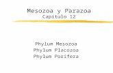 Mesozoa y Parazoa Capítulo 12 Phylum Mesozoa Phylum Placozoa Phylum Porifera.