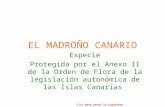 EL MADROÑO CANARIO Especie Protegida por el Anexo II de la Orden de Flora de la legislación autonómica de las Islas Canarias Clic para pasar la siguiente.