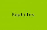 Reptiles. Son la primera clase de Vertebrados auténticamente terrestre. Descienden de los anfibios.