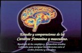 Estudio y comparaciones de los Cerebros Femenino y masculino. Resultado de los complejos y exhaustivos estudios realizados para averiguar las diferencias.
