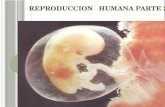 REPRODUCCION HUMANA PARTE 2. OBJETIVOS 06. SEPT Identificar etapas básicas de la fecundación. Comprender la funciones principales de la placenta. Reconocer.
