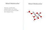 Átomos, y partículas subatómicas: los niveles funcionales fundamentales de la bioquímica.
