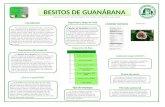 Los Besitos de Guanábana son antojitos nutritivos hecho de almendras, “cashew”, semillas de girasol, semillas de calabaza y pulpa de guanábana. Este producto.