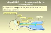 VIA AÉREA - Evaluación de la vía aérea superior 1º objetivo: asegurar la permeabilidad de la vía aérea superior glotis Vía aérea Superior traquea laringe.