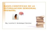 BASES CIENTIFICAS DE LA ESTIMULACION SENSORIAL PRENATAL Mg. Luzmila E. Verástegui Sánchez.
