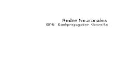 Redes Neuronales BPN - Backpropagation Networks. Red Neuronal – Modelo Biológico Cuerpo de la célula, contiene el núcleo Axon: transporta la señal hacia.