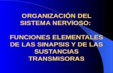 ORGANIZACIÓN DEL SISTEMA NERVIOSO: FUNCIONES ELEMENTALES DE LAS SINAPSIS Y DE LAS SUSTANCIAS TRANSMISORAS.