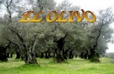 DESDE LA EPOCA ANTIGUA HASTA LOS GRIEGOS : Ciertos historiadores indican que el olivo procede de Persia, otros del valle del Nilo y otros indican que.