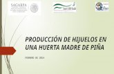 PRODUCCIÓN DE HIJUELOS EN UNA HUERTA MADRE DE PIÑA FEBRERO DE 2014.