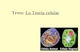 Tema: La Teoría celular. Objetivos: Mencionar los antecedentes de la Teoría Celular. Explicar los 3 postulados de la Teoría Celular.