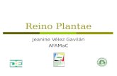 Reino Plantae Jeanine Vélez Gavilán AFAMaC. Propósitos:  Reconocer las características más importantes que identifican al Reino Plantae.  Reconocer.