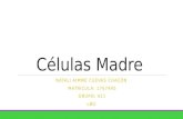 Células Madre NATALI AIMME CUEVAS CHACÓN MATRICULA: 1767495 GRUPO: 411 LBG.