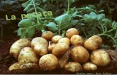 -¿Qué es una patata? -Especies -Expansión -Enfermedades de las patatas -Cultivo -Mercado mundial -Reconocimientos -Usos -Acerca de la gastronomía de la.