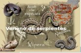 Veneno  Saliva modificada de reptiles sin capacidad de matar presas por constricción, o animales de cuerpos grandes y movimientos lentos.  El aparato.