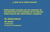 Enfermedad causada por las especies de micobacterias del Complejo de los Bacilos Tuberculosos (M. tuberculosis complex): M, tuberculosis M. bovis M. africanum.