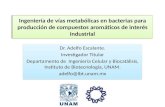 Ingeniería de vías metabólicas en bacterias para producción de compuestos aromáticos de interés industrial Dr. Adelfo Escalante. Investigador Titular Departamento.