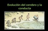 Evolución del cerebro y la conducta. Teoría de la Evolución Antecedentes Linneo: Sistema Naturae (1735) establece un sistema taxonómico de todos los seres.