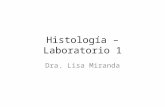 Histología – Laboratorio 1 Dra. Lisa Miranda. Historia del microscopio óptico 1608 Zacharias Jansen construye un microscopio con dos lentes convergentes.