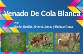 Venado De Cola Blanca Por: Marifer Roldán, Ximena Llamas y Enrique Garza.
