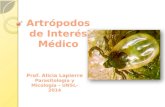 Artrópodos de Interés Médico Prof. Alicia Lapierre Parasitología y Micología – UNSL- 2014.